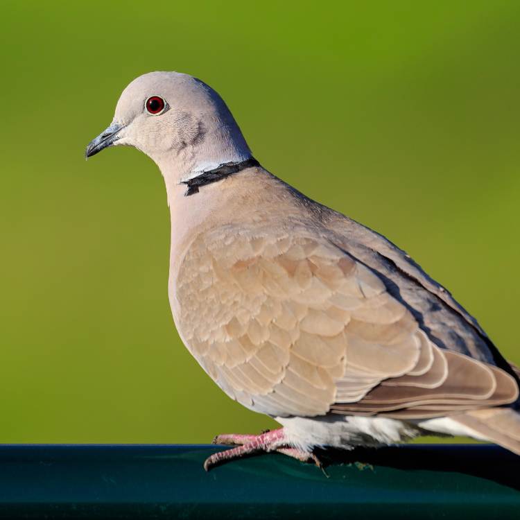 Collared Dove